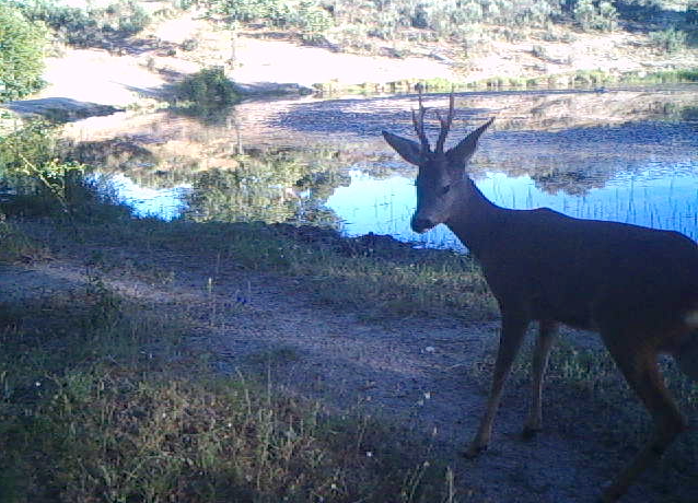 Video de corzo desde Hide