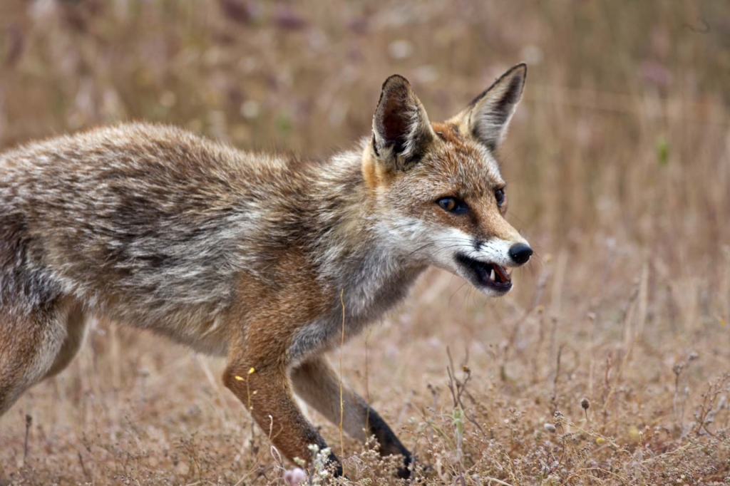 Zorro (Vulpes vulpes)