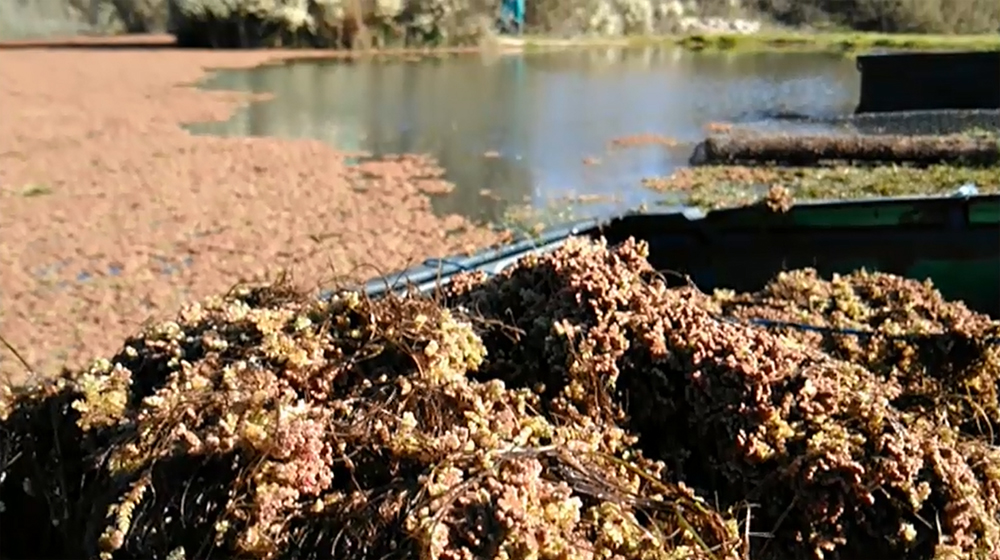 Azolla tapizando una laguna de Campanarios de Azaba