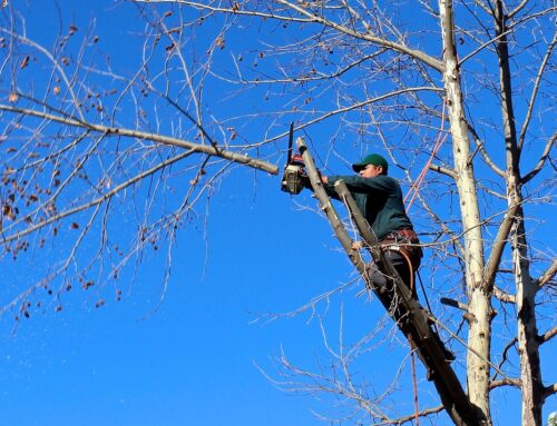 BUSCAMOS 3 PEONES FORESTALES PARA EL PROYECTO “CLUB DE FINCAS EN LA DEHESA DEL OESTE IBÉRICO” (SALAMANCA)